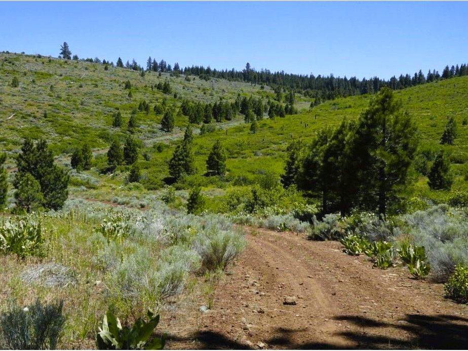 Prime Buildable Parcel in the Peaceful California Pines Community of Modoc County!