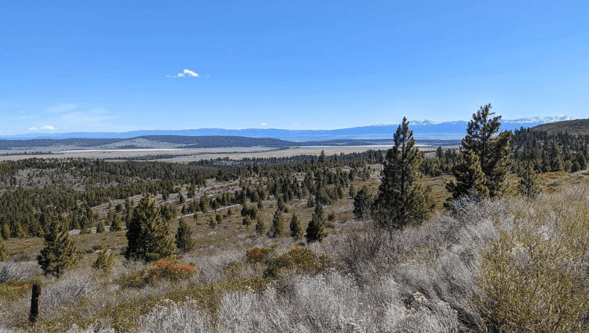 Modoc County, California: 10 Lot Package in California Pines! BIDDING IS PER LOT!