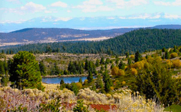 Modoc County, California: 10 Lot Package in California Pines! BIDDING IS PER LOT!