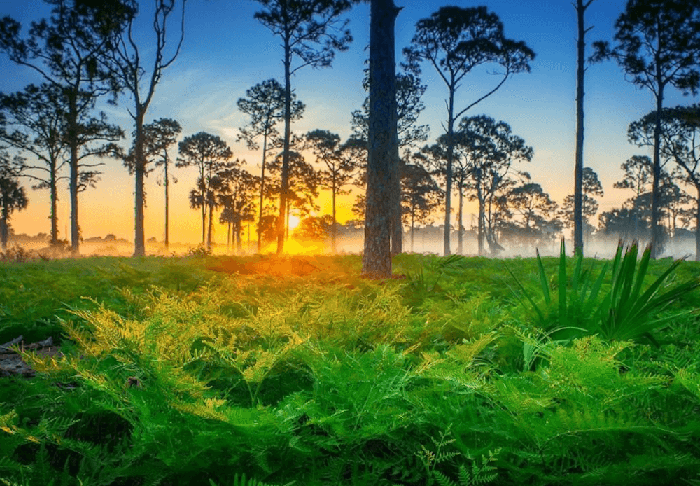 Charlotte County, Florida: Scenic Land Along Shell Creek!