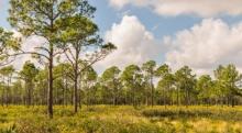 Polk County, Florida: Cast Your Rod and Soak Up the Sun!