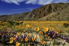 Join the Future of Investment in LA County, CA!