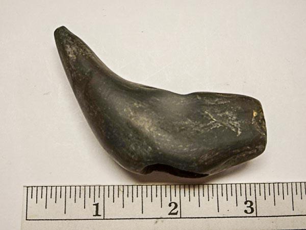 Geniculate - 3 in. - Banded Slate - Hardin/