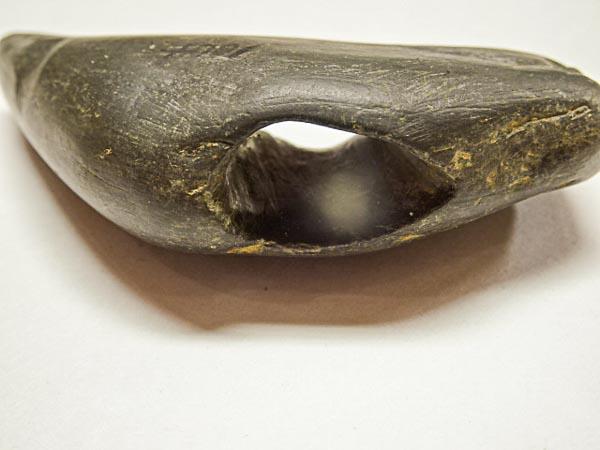 Geniculate - 3 in. - Banded Slate - Hardin/