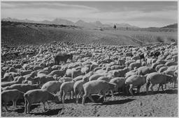 Adams - Flock in Owens Valley, 1941