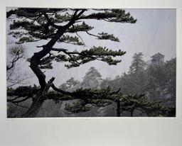 Yann Layma Hua Shan Sacred Mountain Shaanxi China Asian Tree Nature