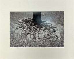 Xabi Etcheverry Sakura Cherry Nature Flora Roots Tree