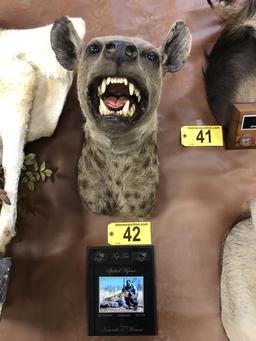 SPOTTED HYENA MOUNT