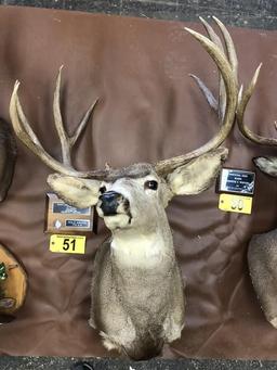 MULE DEER MOUNT