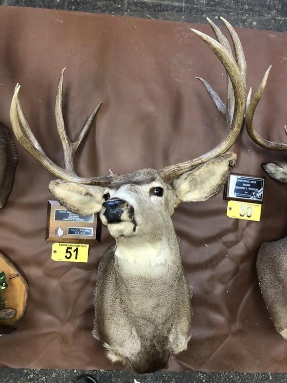 MULE DEER MOUNT