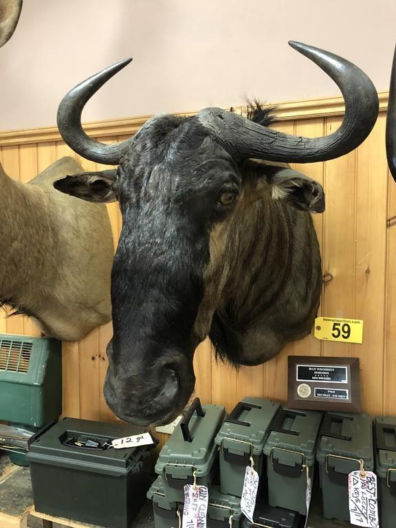 BLUE WILDEBEEST MOUNT