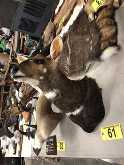 BUSHBUCK MOUNT