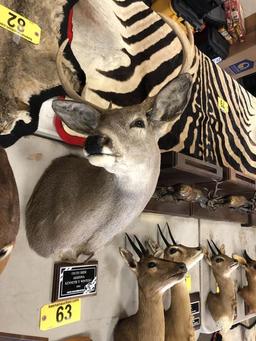 COUES DEER