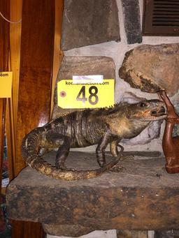 IGUANA MOUNT