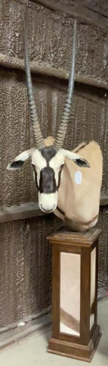 Gemsbok Pedestal Mount