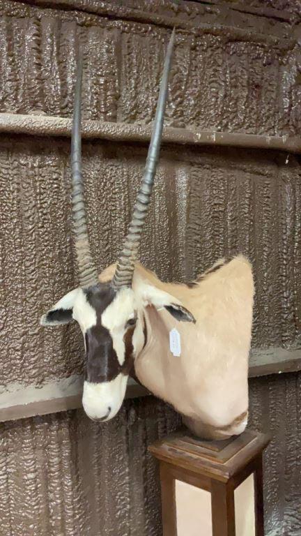 Gemsbok Pedestal Mount