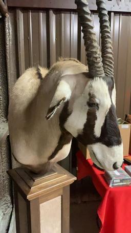 Gemsbok Pedestal Mount