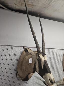 Gemsbok Shoulder Mount