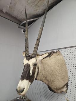 Gemsbok Shoulder Mount