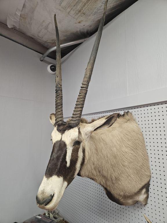 Gemsbok Shoulder Mount