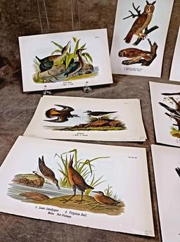 Lot Of Twenty Eight Color Chromolithograph Bird Plates From 1890 Book