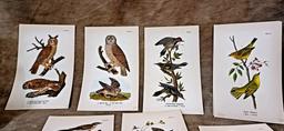 Lot Of Twenty Eight Color Chromolithograph Bird Plates From 1890 Book