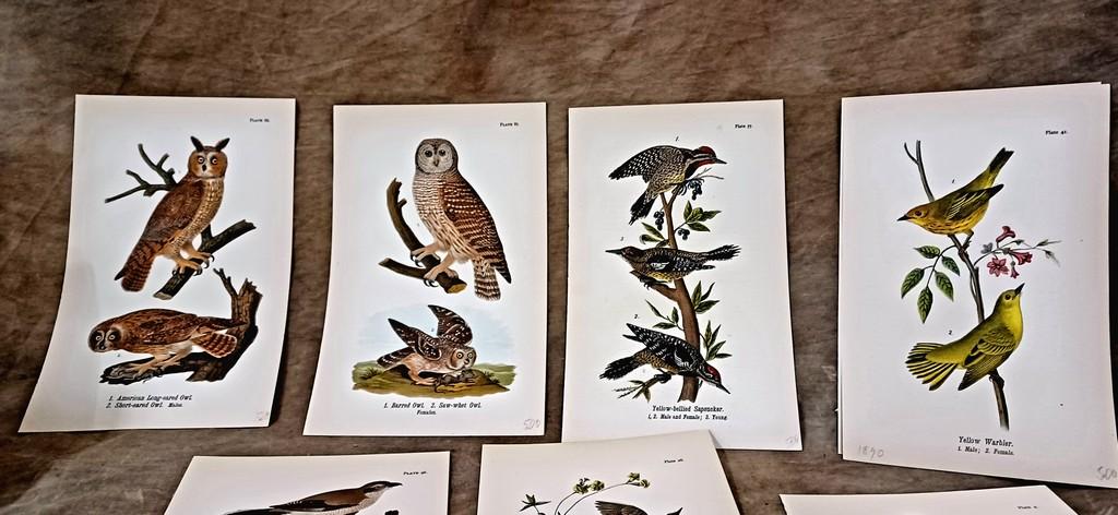 Lot Of Twenty Eight Color Chromolithograph Bird Plates From 1890 Book