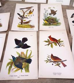 Lot Of Twenty Eight Color Chromolithograph Bird Plates From 1890 Book