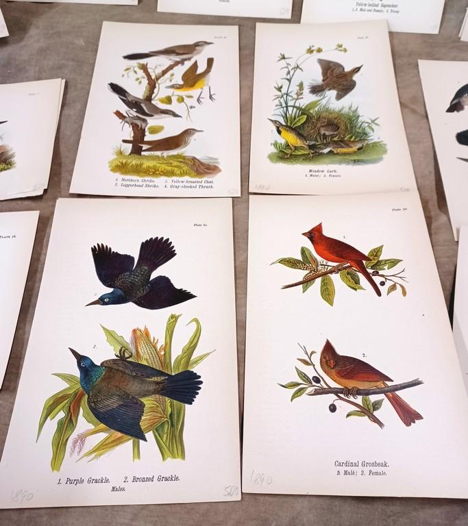 Lot Of Twenty Eight Color Chromolithograph Bird Plates From 1890 Book