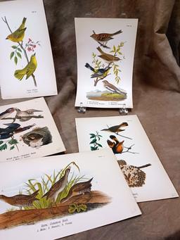 Lot Of Twenty Eight Color Chromolithograph Bird Plates From 1890 Book