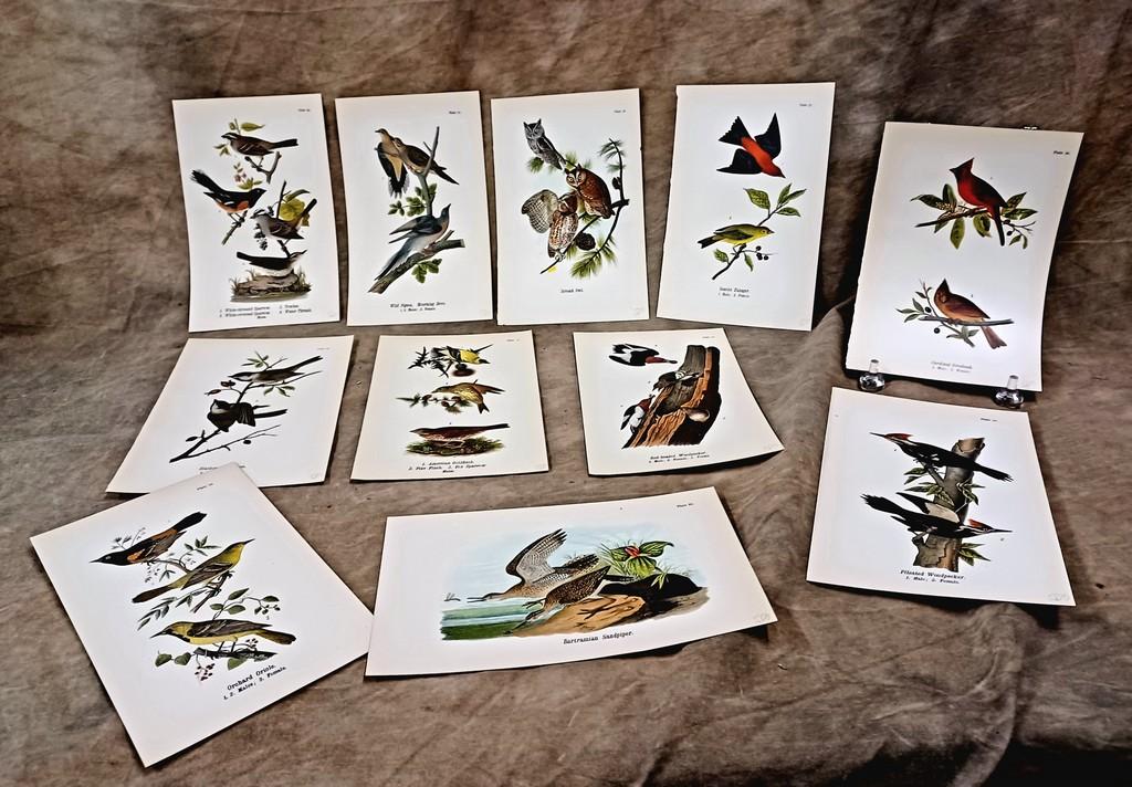 Lot Of Twenty Eight Color Chromolithograph Bird Plates From 1890 Book