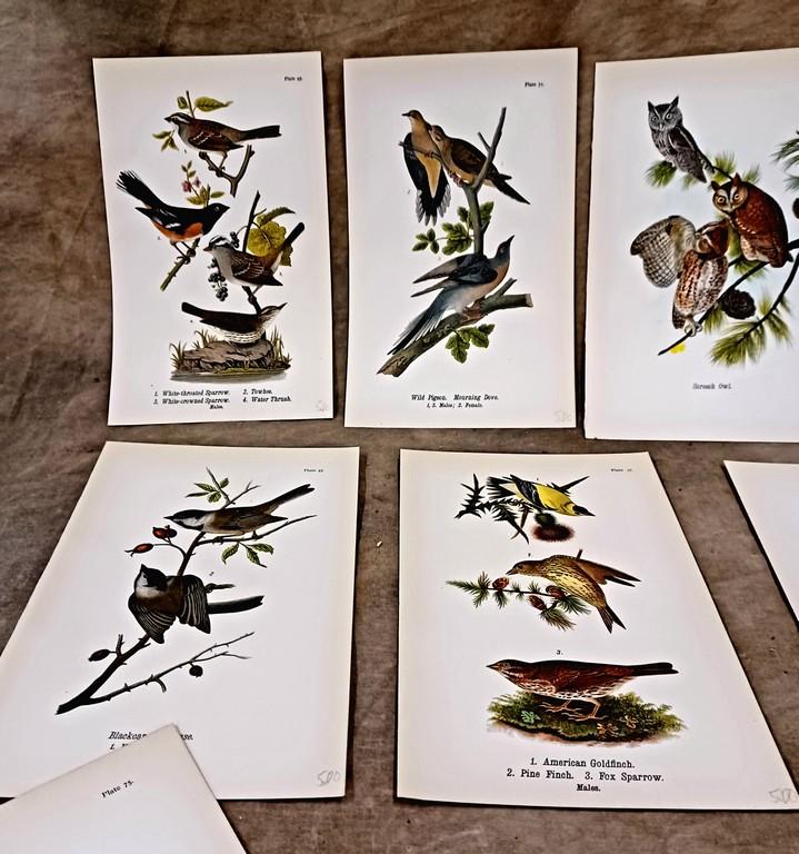 Lot Of Twenty Eight Color Chromolithograph Bird Plates From 1890 Book