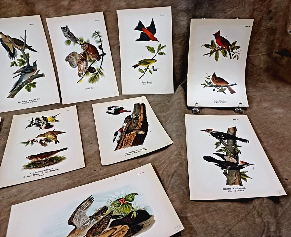 Lot Of Twenty Eight Color Chromolithograph Bird Plates From 1890 Book