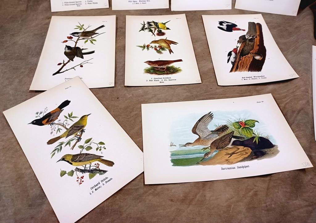 Lot Of Twenty Eight Color Chromolithograph Bird Plates From 1890 Book
