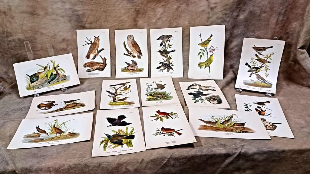 Lot Of Twenty Eight Color Chromolithograph Bird Plates From 1890 Book