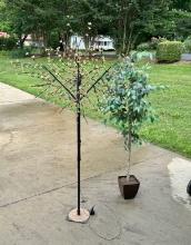 Ficus Tree & Light Up Black Metal Tree