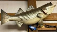 Stripper Bass Fish Mount
