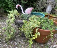 Three Large Planters