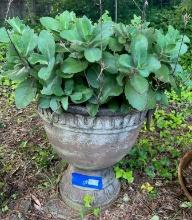 Large Concrete Planter with Plant