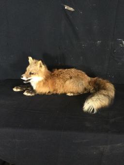 Red Fox Taxidermy Mount