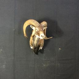 European Mouflon Sheep Taxidermy Mount