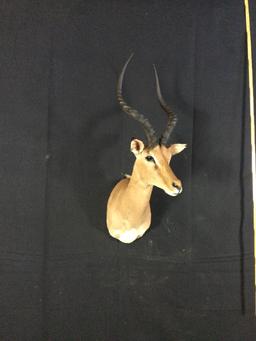 Impala Taxidermy Mount