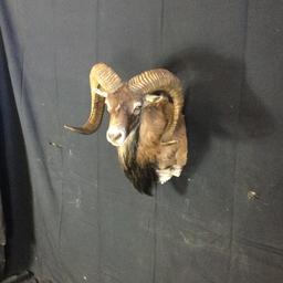 European Mouflon Sheep Taxidermy Mount