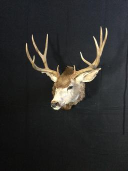 Mule Deer Taxidermy Mount