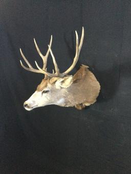 Mule Deer Taxidermy Mount