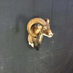 European Mouflon Sheep Taxidermy Mount