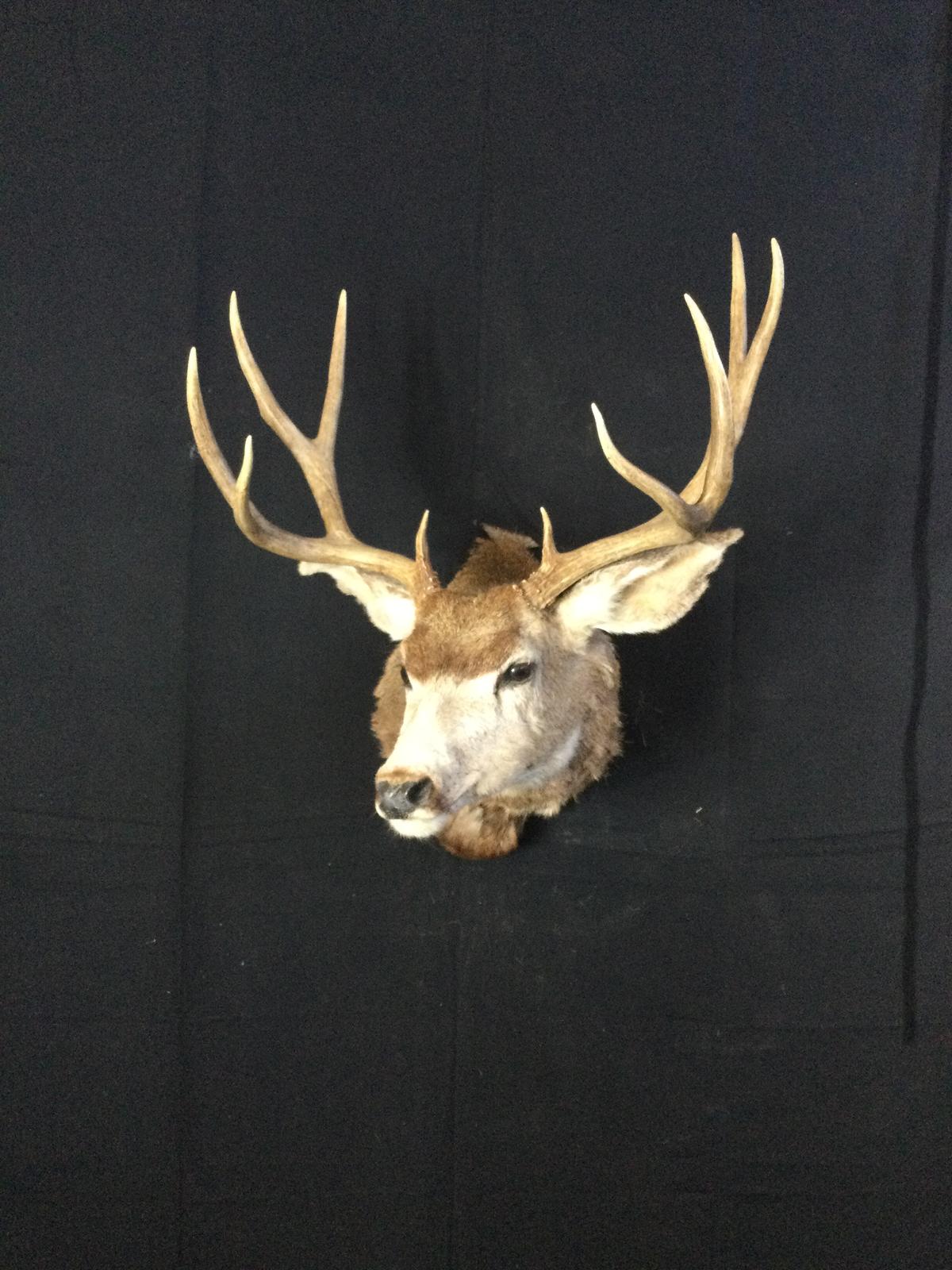 Mule Deer Taxidermy Mount