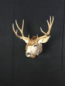 Mule Deer Taxidermy Mount