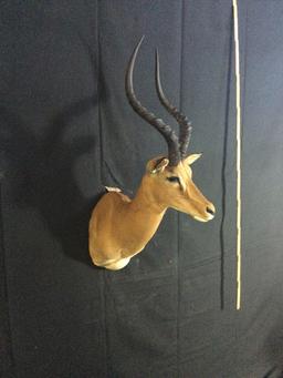 Impala Taxidermy Mount