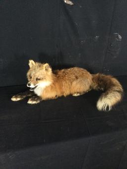 Red Fox Taxidermy Mount